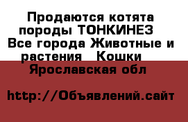Продаются котята породы ТОНКИНЕЗ - Все города Животные и растения » Кошки   . Ярославская обл.